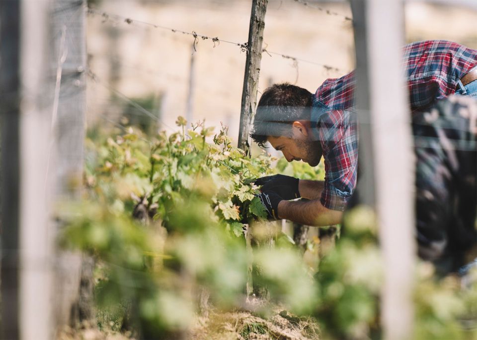 Doctorant dans les vignes de l'ISVV  © G.Dufau