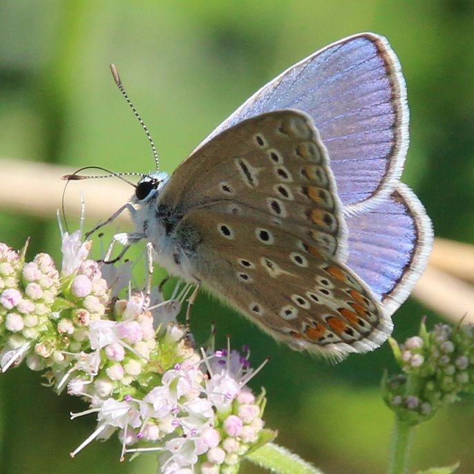 90% des plantes à fleurs sont pollinisées par des insectes © Frédéric Revers