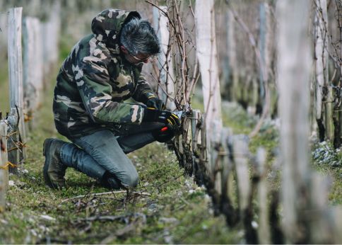 Photo Pruning the vines - ISVV © Simonit & Sirch